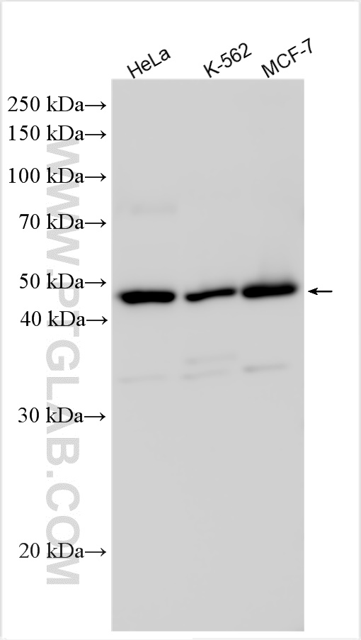 WB analysis using 31022-1-AP