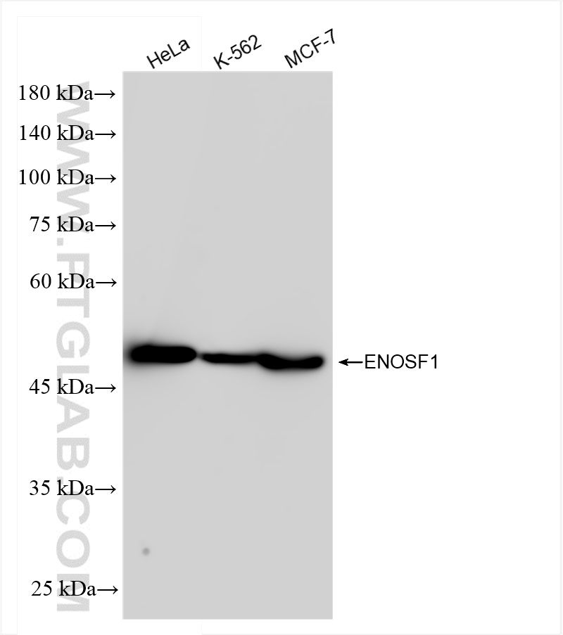 WB analysis using 83769-2-RR (same clone as 83769-2-PBS)