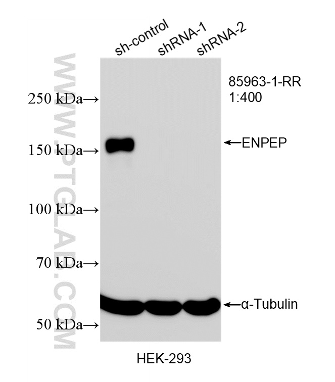 WB analysis of HEK-293 using 85963-1-RR WB analysis of HEK-293 using 85963-1-RR
