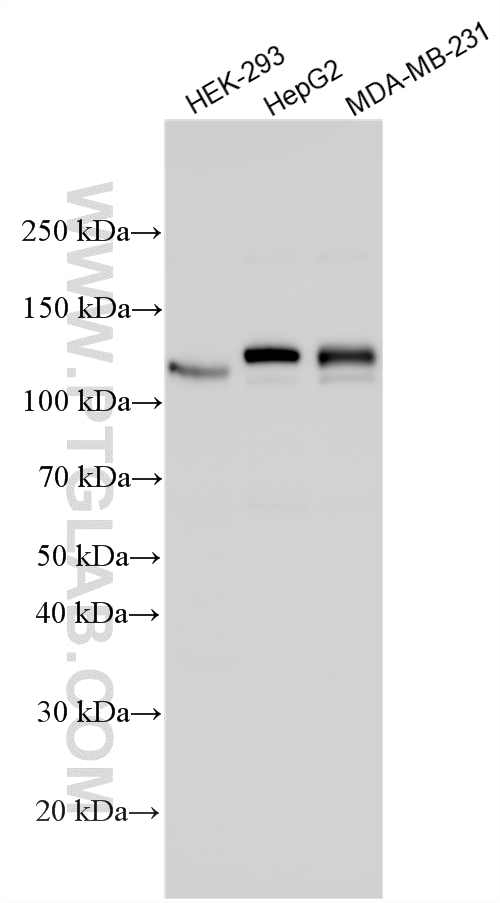 WB analysis using 28886-1-AP