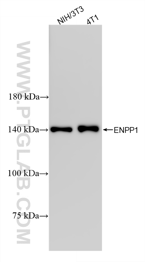 WB analysis using 87613-1-RR (same clone as 87613-1-PBS)