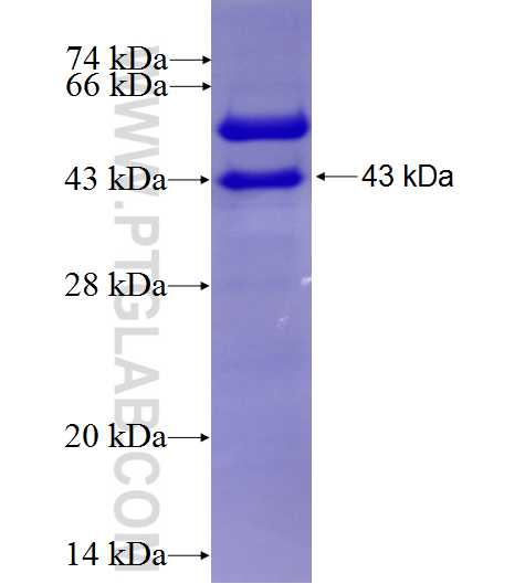 ENPP1 fusion protein Ag6019 SDS-PAGE ENPP1 fusion protein Ag6019 SDS-PAGE