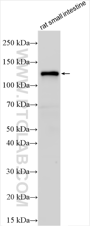 WB analysis using 28303-1-AP