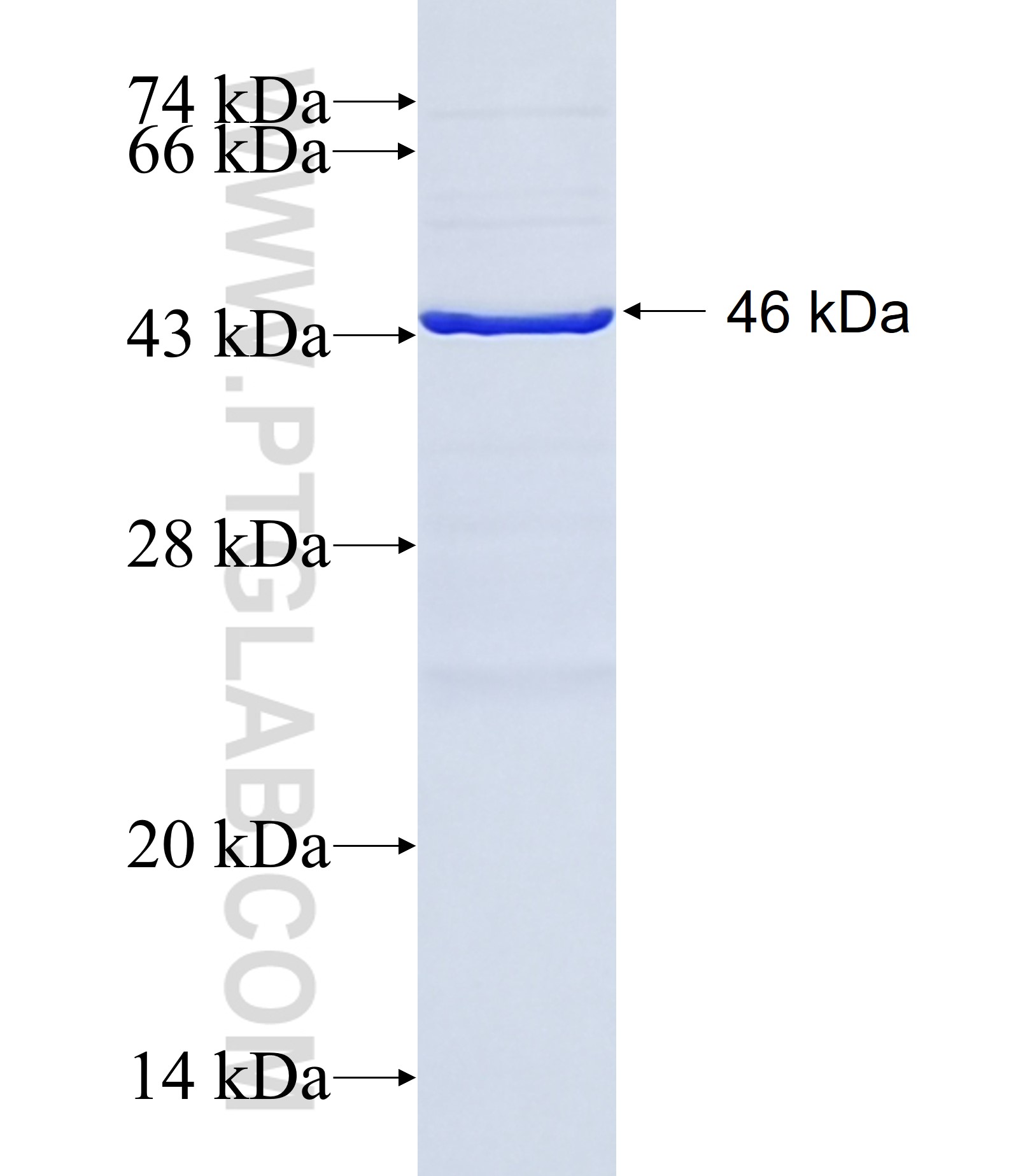 ENPP3 fusion protein Ag28478 SDS-PAGE