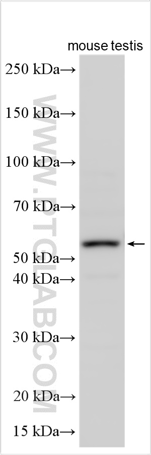 WB analysis using 32226-1-AP