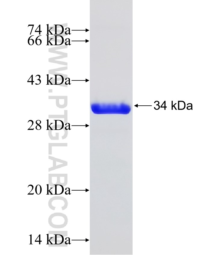 ENT1 fusion protein Ag32003 SDS-PAGE