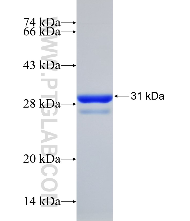 ENT1 fusion protein Ag32004 SDS-PAGE