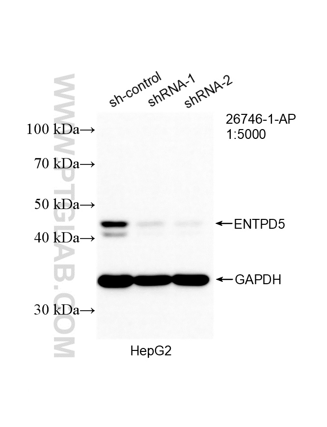 WB analysis of HepG2 using 26746-1-AP WB analysis of HepG2 using 26746-1-AP