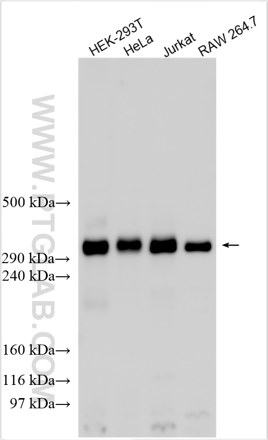 WB analysis using 20695-1-AP