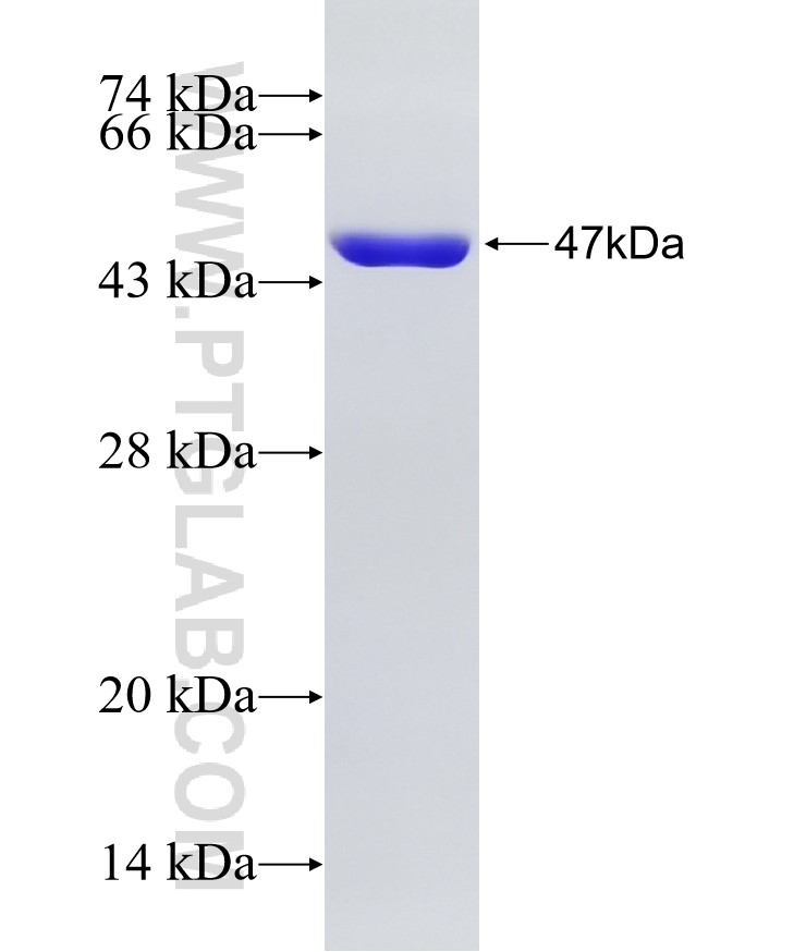 EP300 fusion protein Ag26765 SDS-PAGE