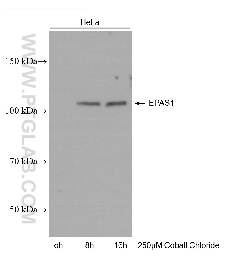 WB analysis of HeLa using 66731-1-Ig