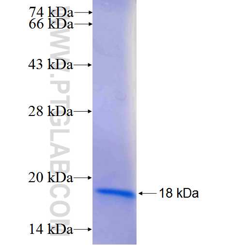 EPB41L4A fusion protein Ag23923 SDS-PAGE