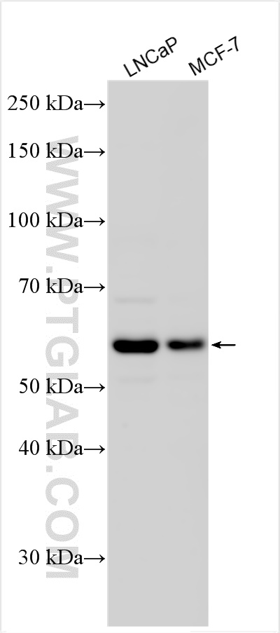 WB analysis using 29180-1-AP