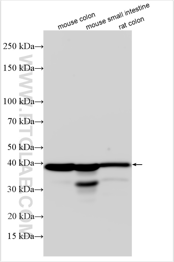 WB analysis using 32189-1-AP