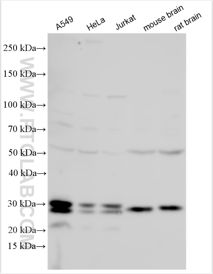 WB analysis using 27252-1-AP