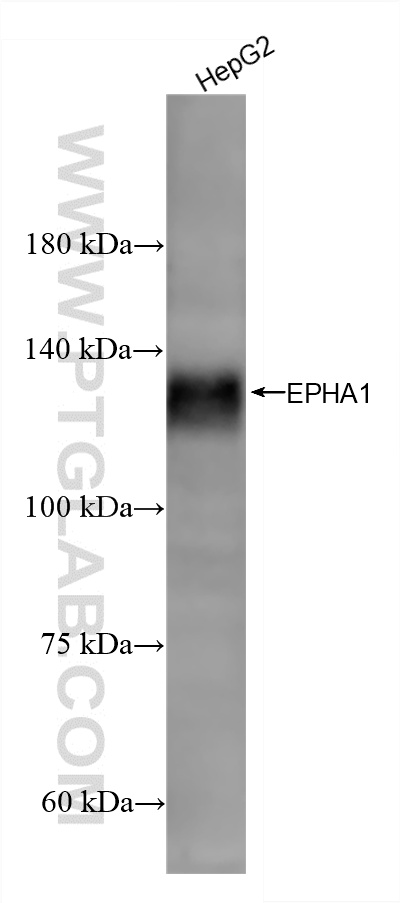 HepG2 cells were subjected to SDS PAGE followed by western blot with <a class='green' href='/productredirect?CatalogNo=87362-1-RR' target='_blank'>87362-1-RR</a> (EPHA1 antibody) at dilution of 1:5000 incubated at room temperature for 1.5 hours. This data was developed using the same antibody clone with 87362-1-PBS in a different storage buffer formulation. WB analysis of HepG2 using 87362-1-RR (same clone as 87362-1-PBS)