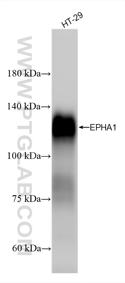 HT-29 cells were subjected to SDS PAGE followed by western blot with <a class='green' href='/productredirect?CatalogNo=87362-1-RR' target='_blank'>87362-1-RR</a> (EPHA1 antibody) at dilution of 1:5000 incubated at room temperature for 1.5 hours. This data was developed using the same antibody clone with 87362-1-PBS in a different storage buffer formulation. WB analysis of HT-29 using 87362-1-RR (same clone as 87362-1-PBS)