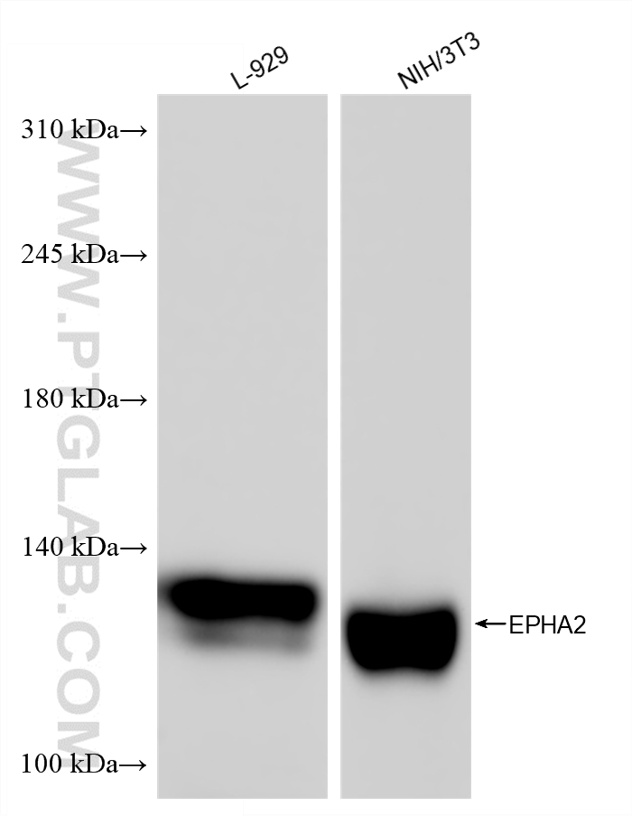 WB analysis using 87904-1-RR