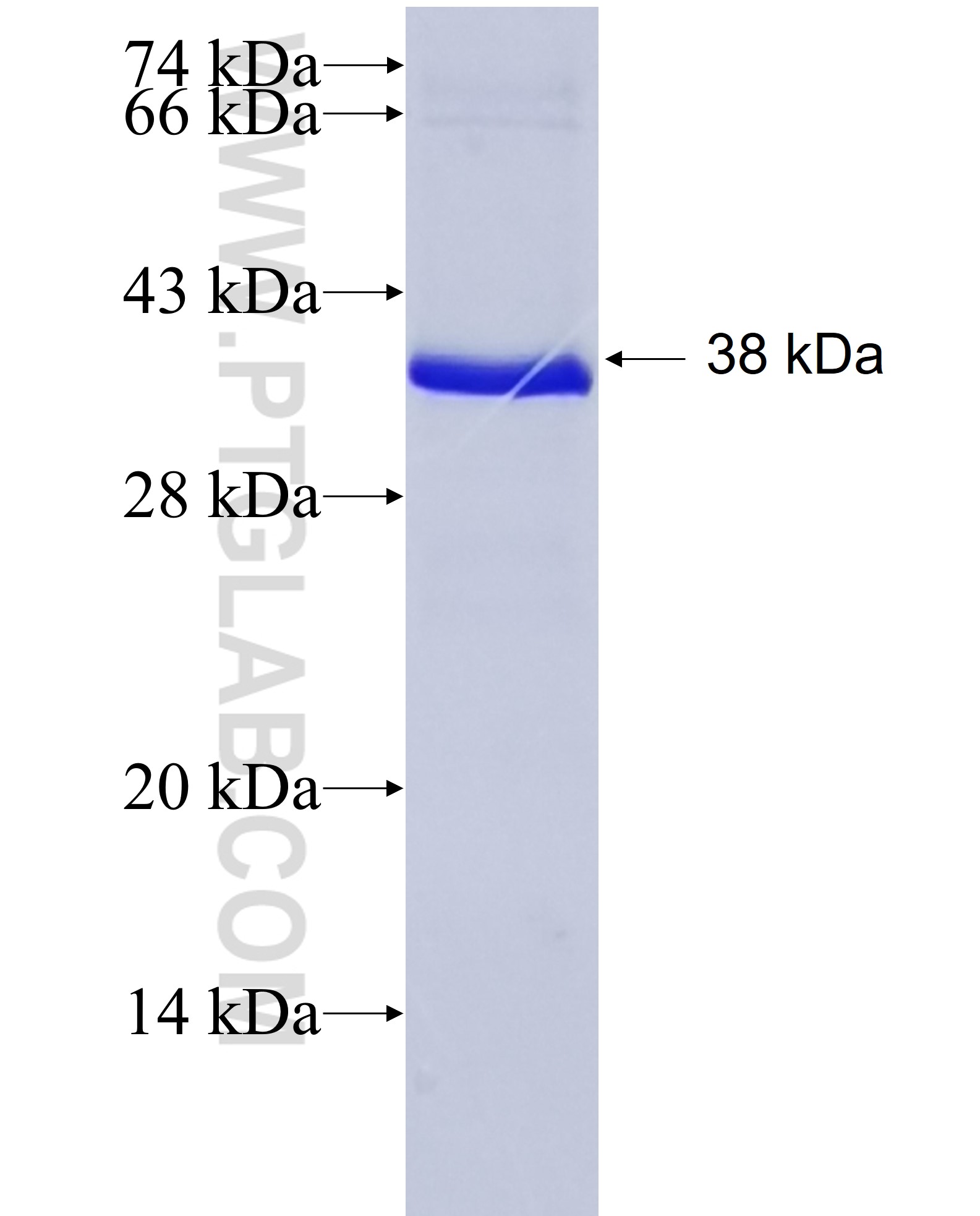 EPHA2 fusion protein Ag22566 SDS-PAGE