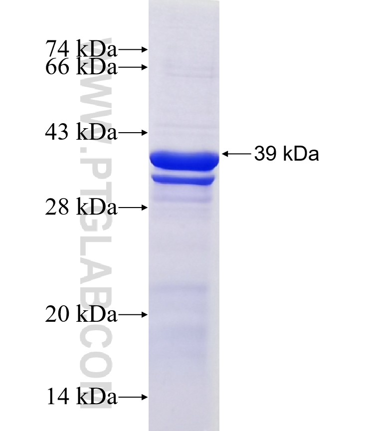 EPHA3 fusion protein Ag5353 SDS-PAGE