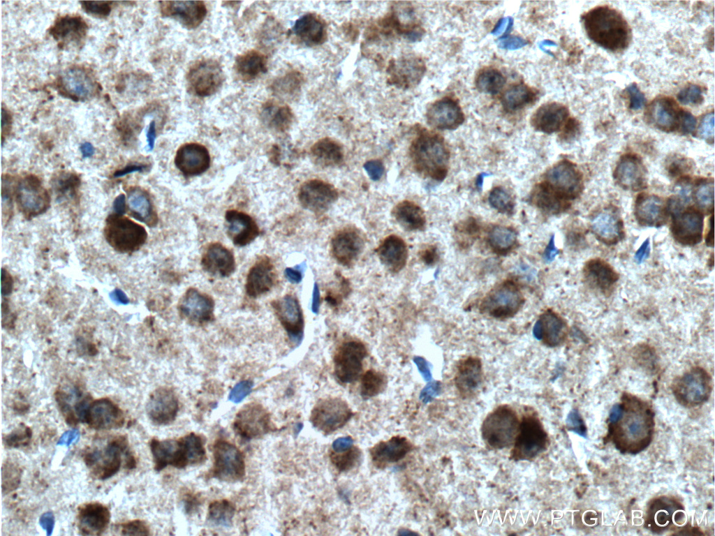 IHC staining of mouse brain using 55215-1-AP