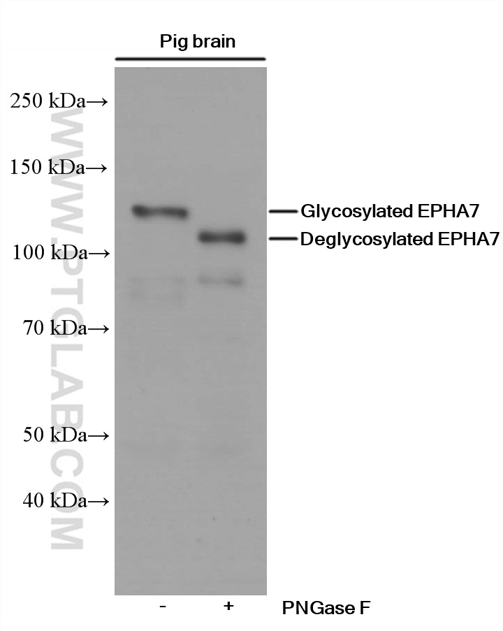 WB analysis of pig brain using 66667-1-Ig