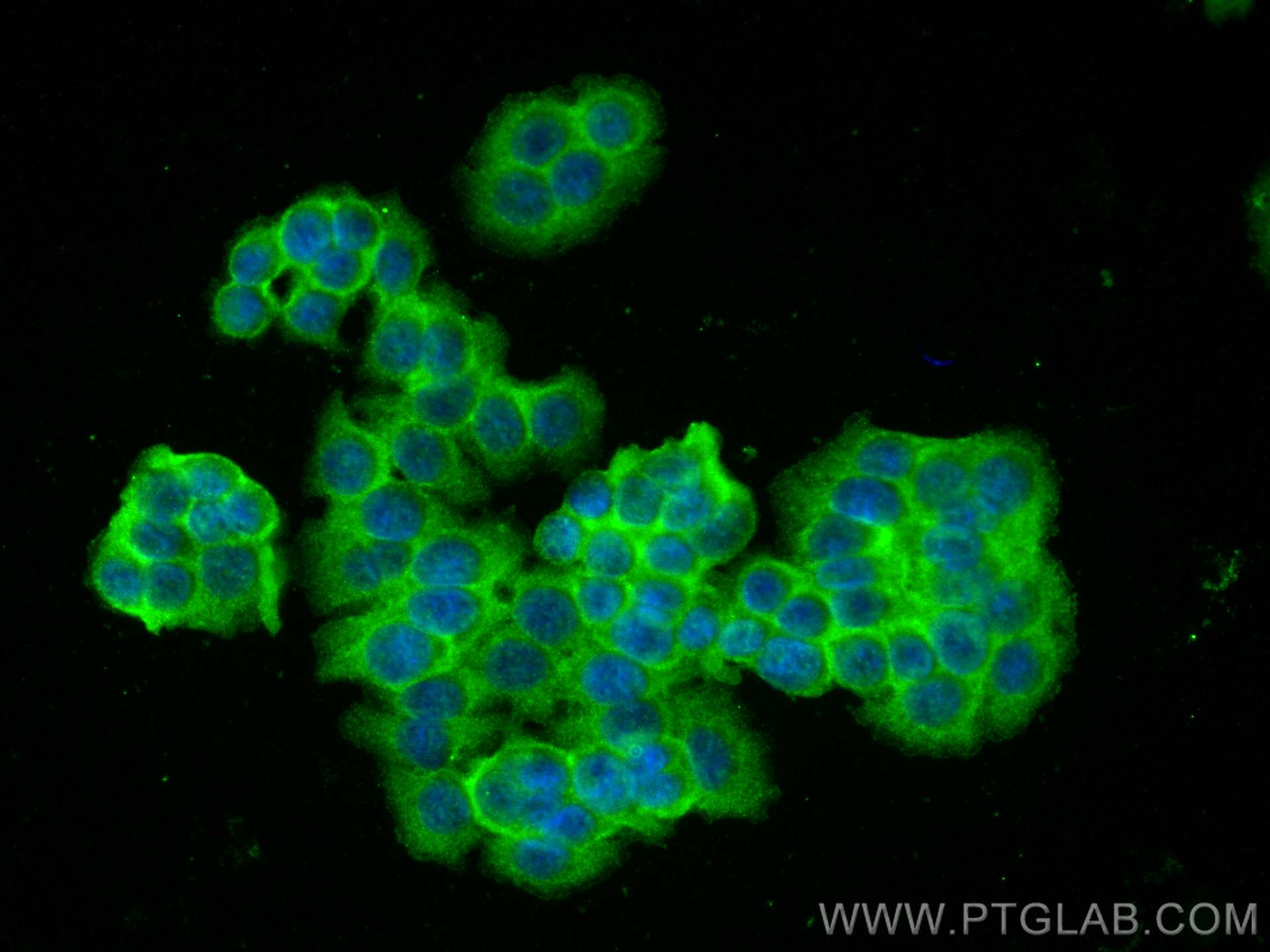 IF Staining of HT-29 using 20883-1-AP