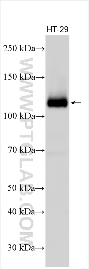 WB analysis using 20883-1-AP