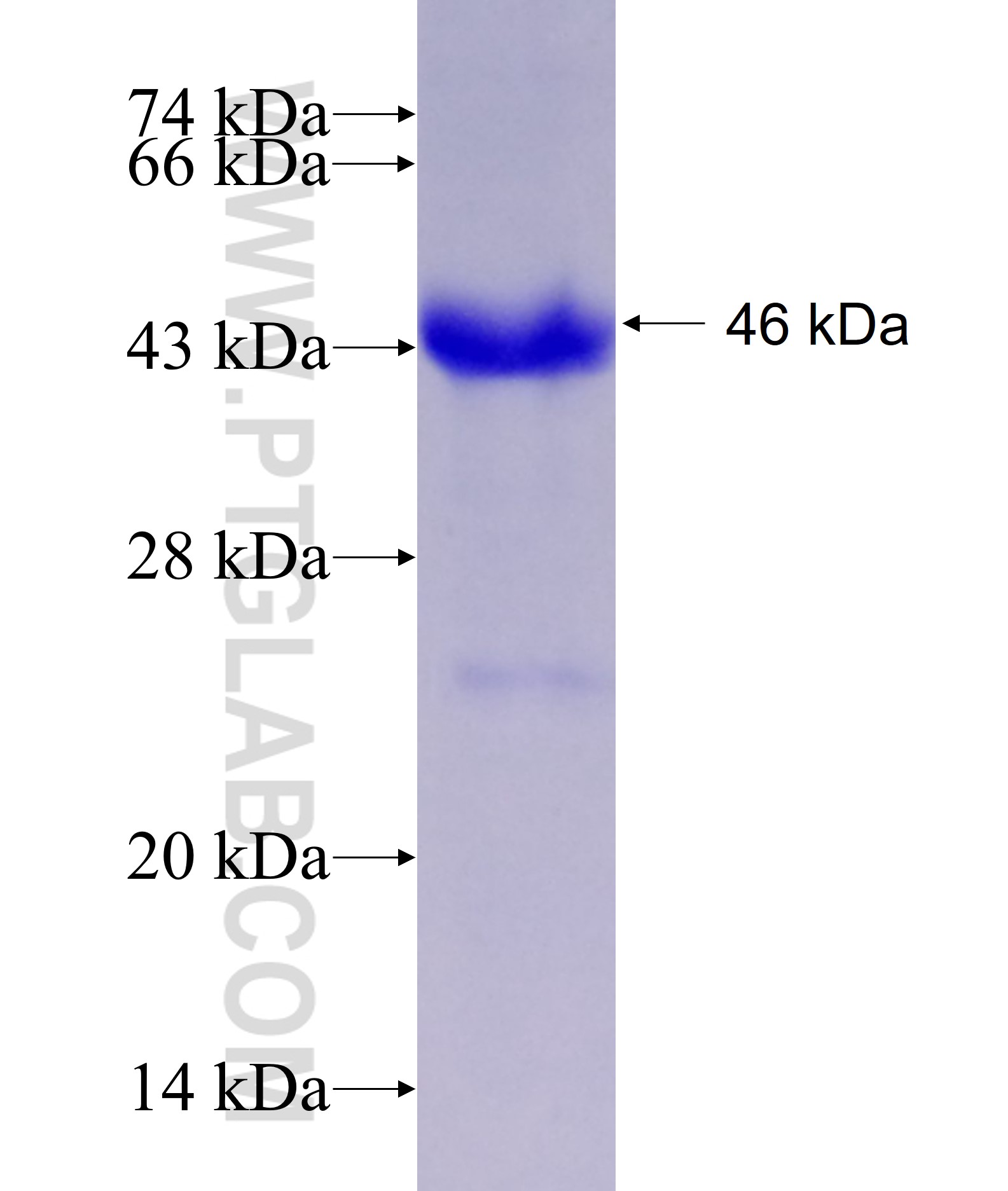 EPHB4 fusion protein Ag16996 SDS-PAGE