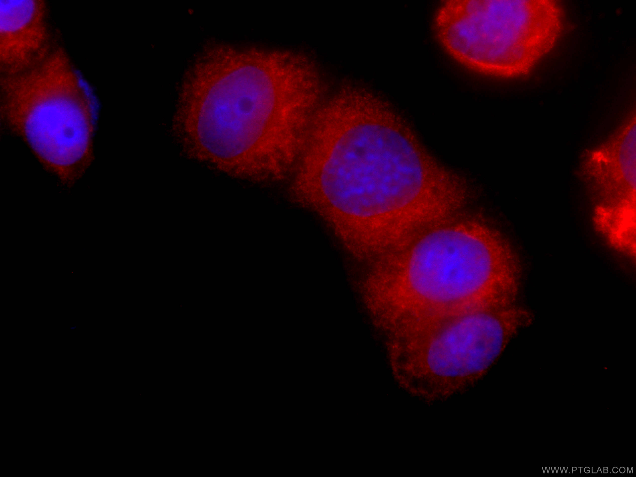 IF Staining of HeLa using CL594-66071