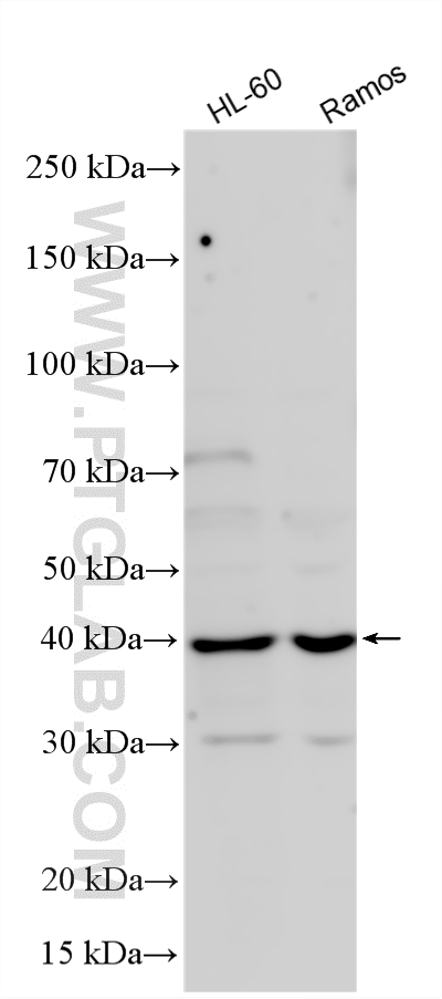 WB analysis using 33843-1-AP WB analysis using 33843-1-AP