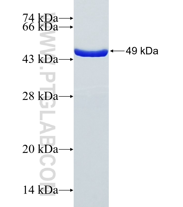 EPN3 fusion protein Ag34351 SDS-PAGE