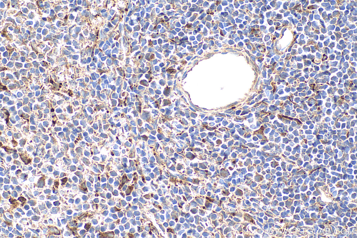 IHC staining of mouse spleen using 17908-1-AP