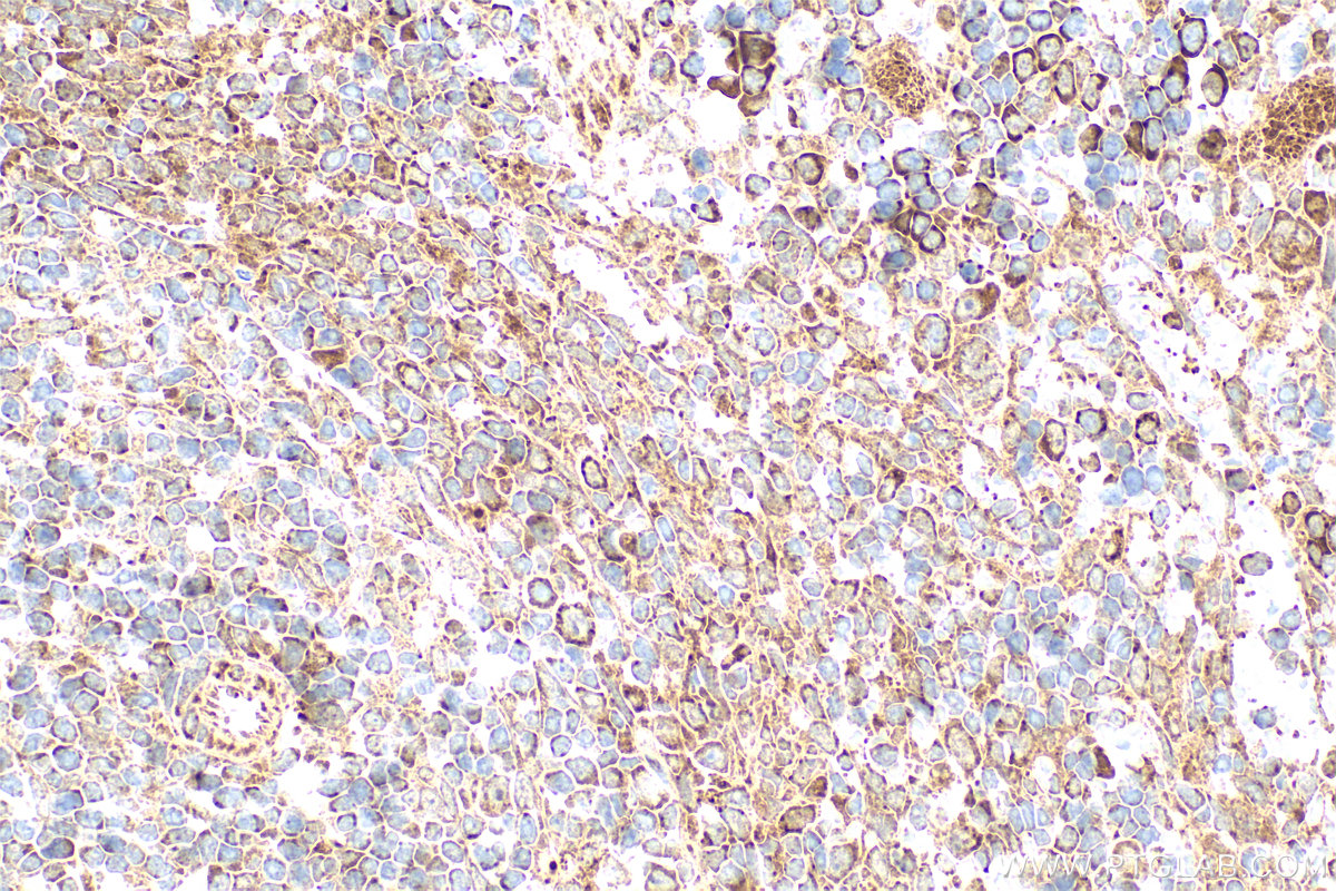 IHC staining of rat spleen using 17908-1-AP