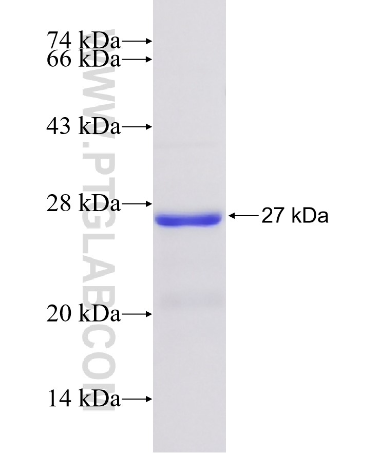 EPO fusion protein Ag23054 SDS-PAGE