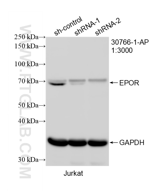 WB result of EPOR antibody (<a class='green' href='/productredirect?CatalogNo=30766-1-AP' target='_blank'>30766-1-AP</a>; 1:3000; incubated at room temperature for 1.5 hours) with sh-Control and sh-EPOR transfected Jurkat cells. This data was developed using the same antibody clone with 30766-1-PBS in a different storage buffer formulation. WB analysis of Jurkat using 30766-1-AP (same clone as 30766-1-PBS)