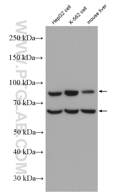 WB analysis of HepG2 using 55308-1-AP