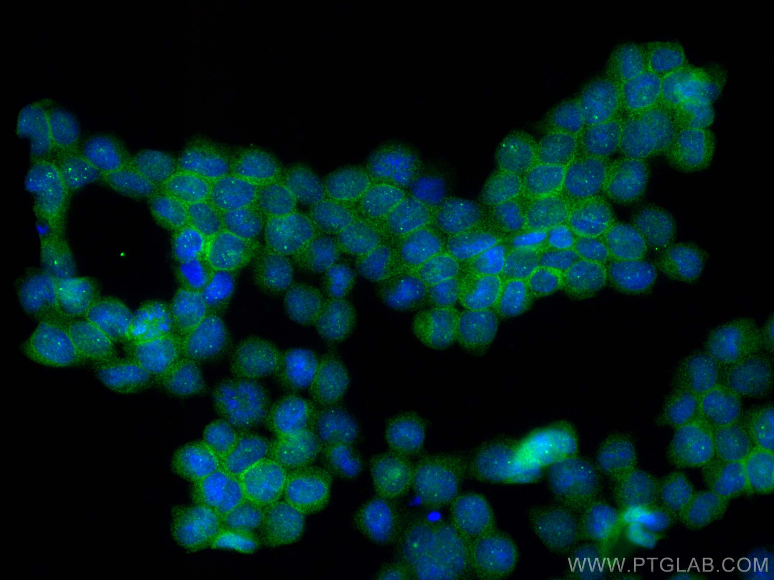 IF Staining of TF-1 using 83056-4-RR