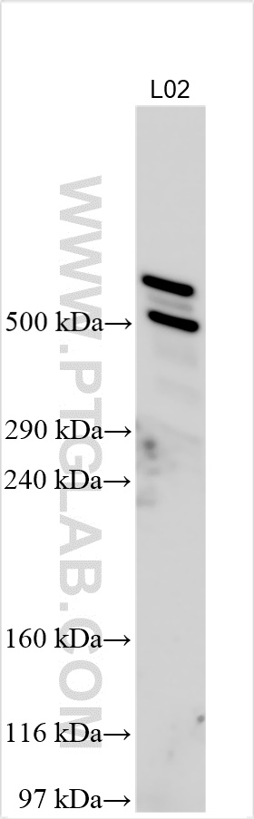 WB analysis using 31475-1-AP