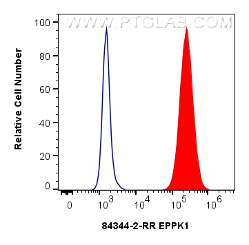 FC experiment of MCF-7 using 84344-2-RR
