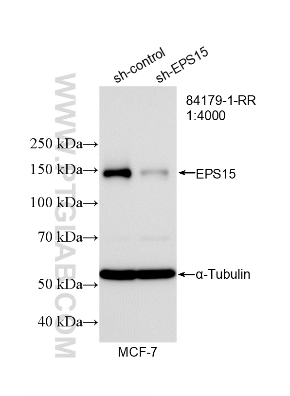 WB result of EPS15 antibody (<a class='green' href='/productredirect?CatalogNo=84179-1-RR' target='_blank'>84179-1-RR</a>; 1:4000; incubated at room temperature for 1.5 hours) with sh-Control and sh-EPS15 transfected MCF-7 cells. This data was developed using the same antibody clone with 84179-1-PBS in a different storage buffer formulation. WB analysis of MCF-7 using 84179-1-RR (same clone as 84179-1-PBS)