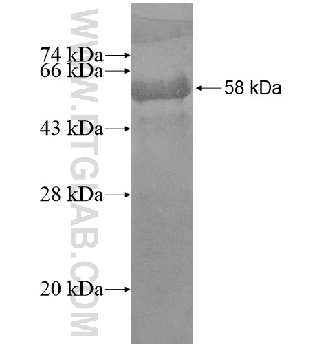 EPS15L1 fusion protein Ag15735 SDS-PAGE