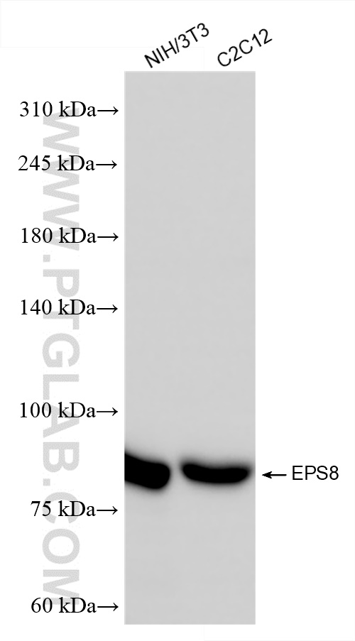 WB analysis using 85184-5-RR
