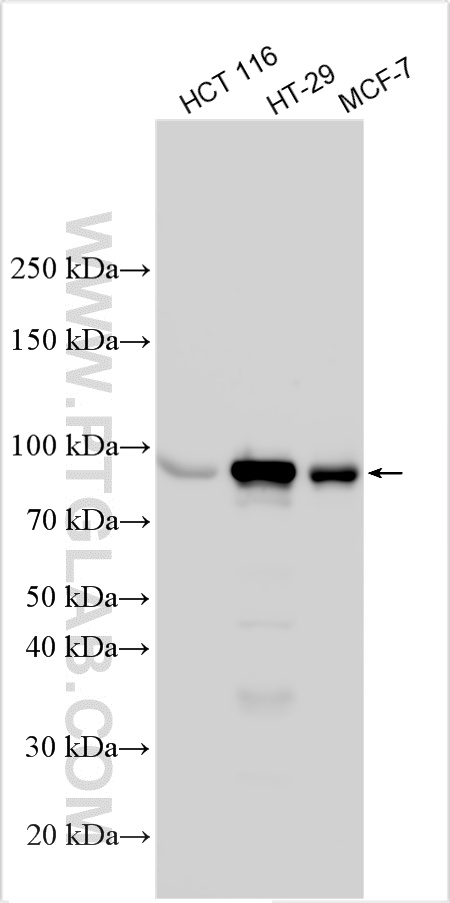 Various lysates were subjected to SDS PAGE followed by western blot with 33149-1-AP (EPS8L1 antibody) at dilution of 1:6000 incubated at room temperature for 1.5 hours. WB analysis using 33149-1-AP