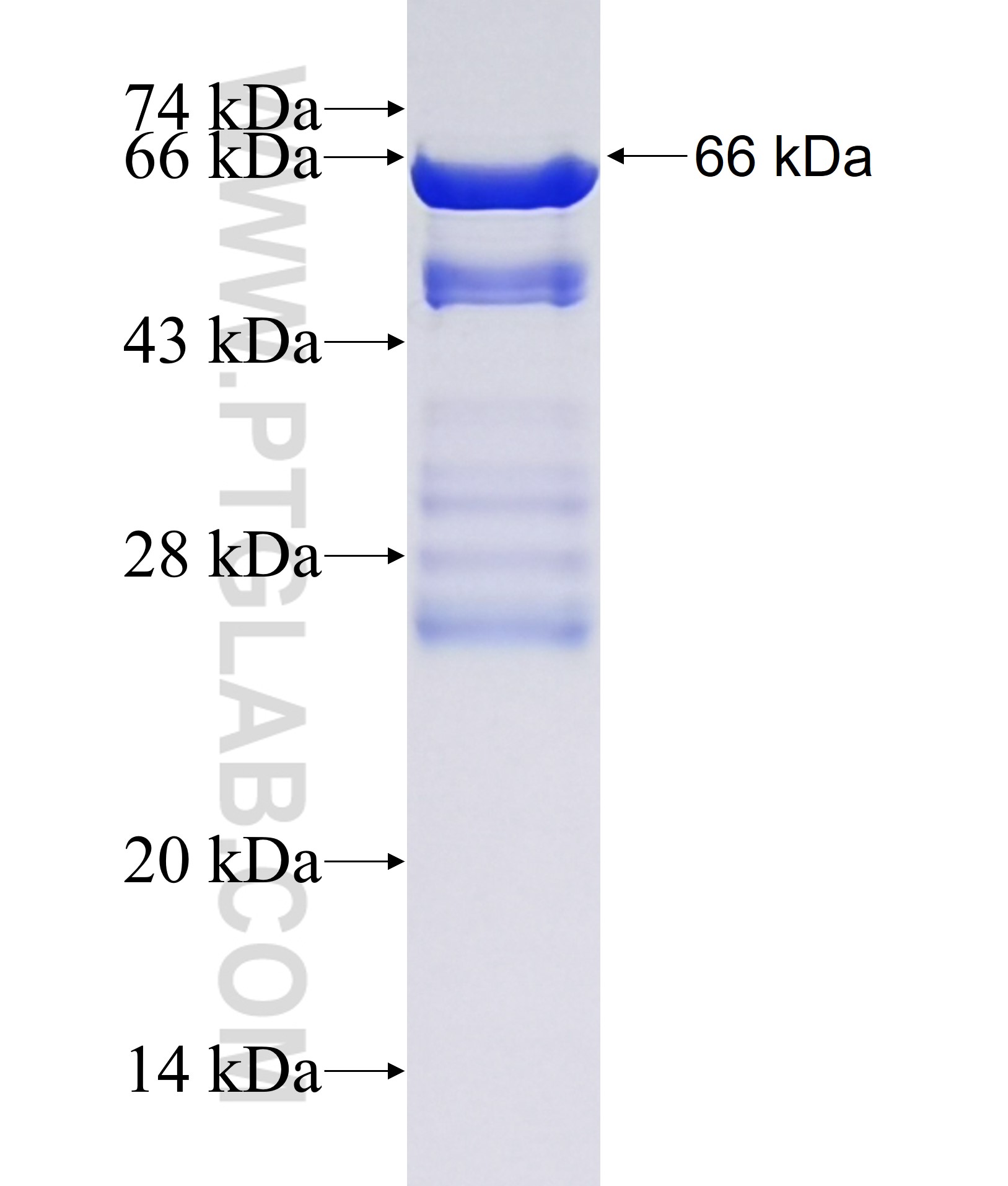 EPS8L1 fusion protein Ag38144 SDS-PAGE