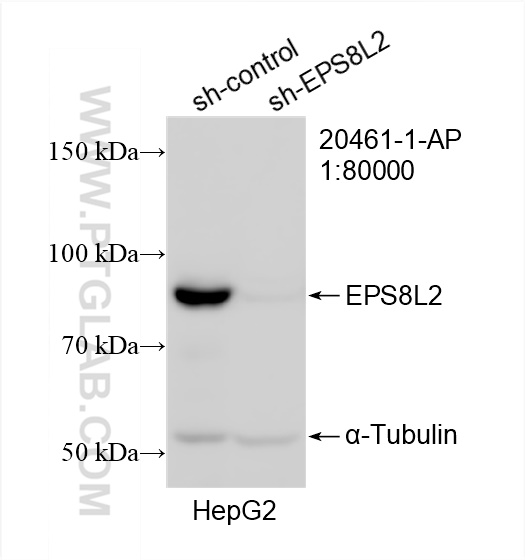 WB analysis of HepG2 using 20461-1-AP