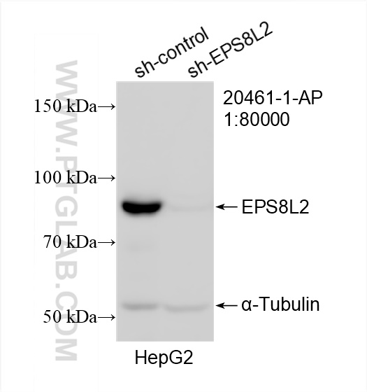 WB analysis of HepG2 using 20461-1-AP