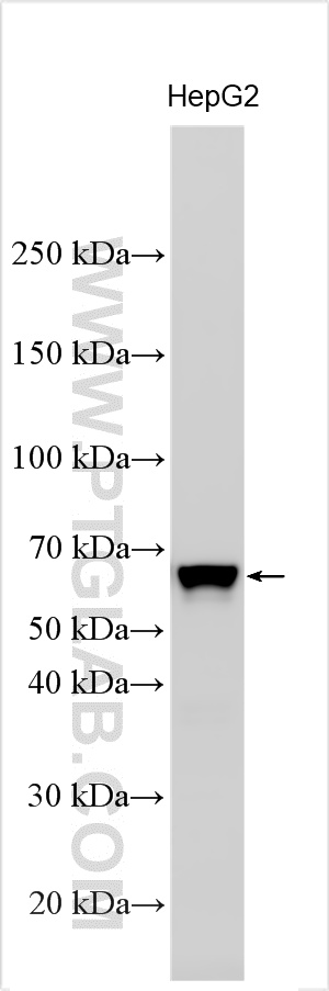 WB analysis using 32571-1-AP