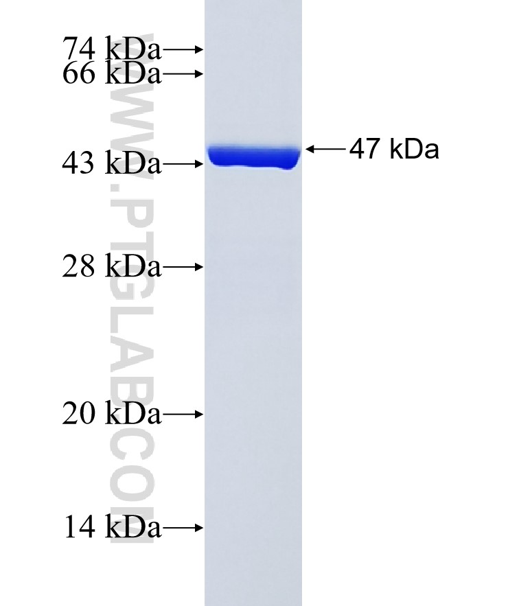 EPS8L3 fusion protein Ag38525 SDS-PAGE