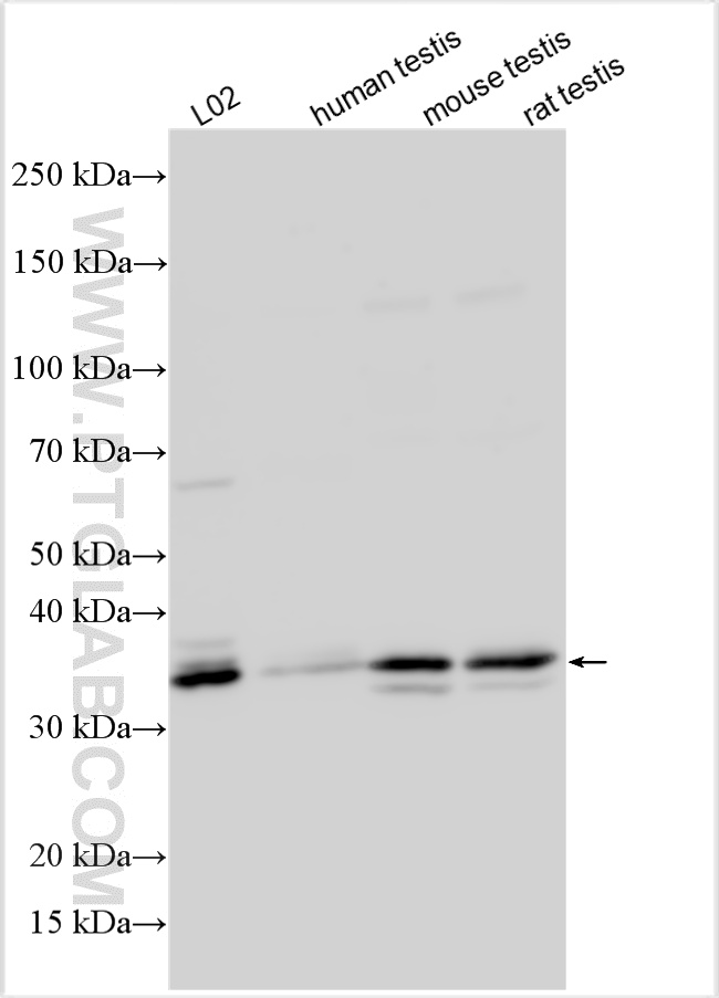 WB analysis of L02 using 16626-1-AP